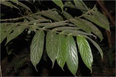 Lasianthus jackianus